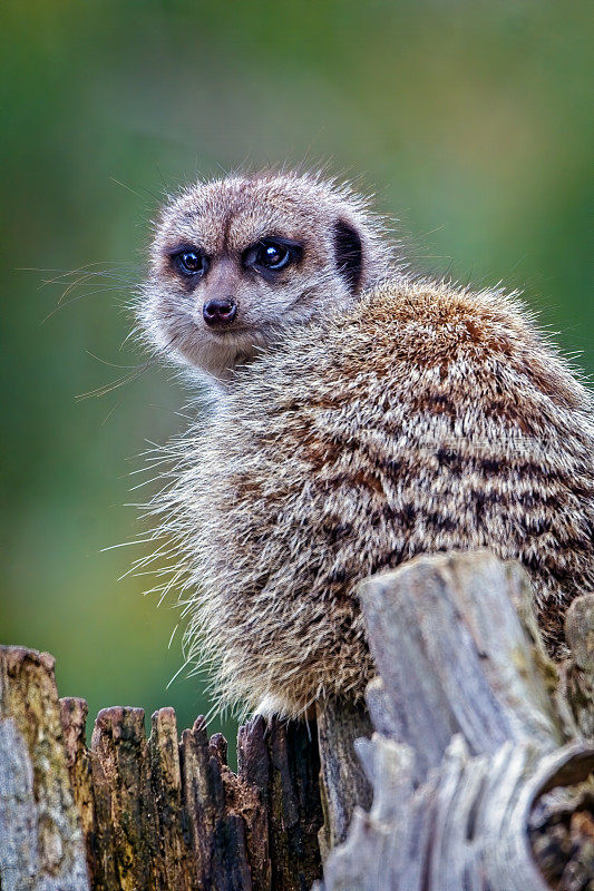 猫鼬 (Suricata suricatta)